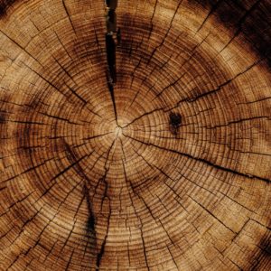 anéis do tronco da árvore