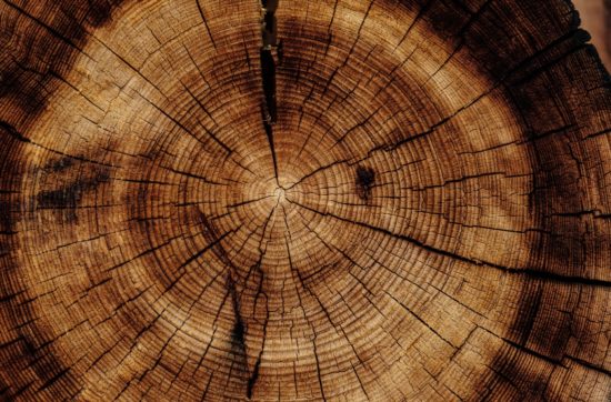 tree trunk rings